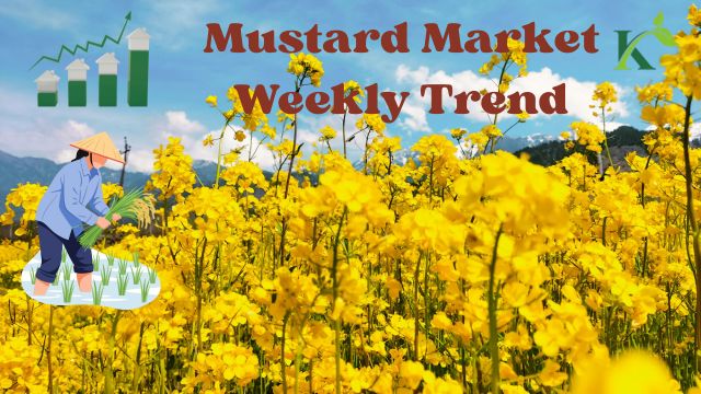 Mustard Market Weekly Trend – May 2026