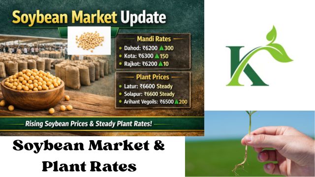 Soybean Market & Plant Rates - May 2026