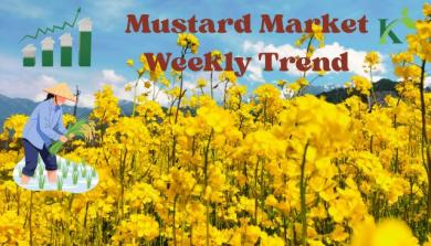 Mustard Market Weekly Trend – May 2026