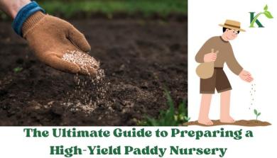 The Ultimate Guide to Preparing a High-Yield Paddy Nursery