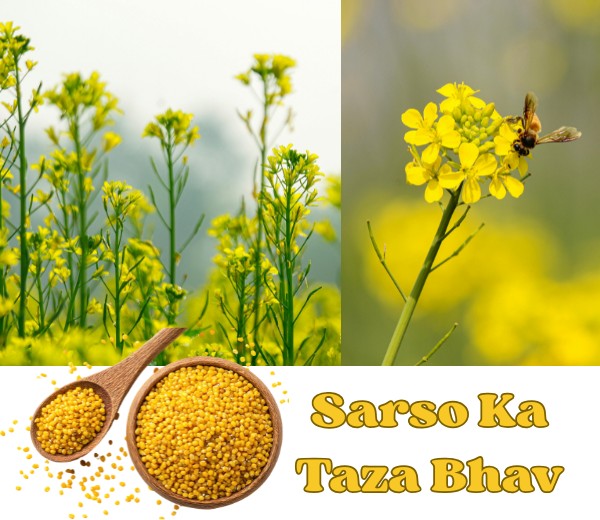 Sarso