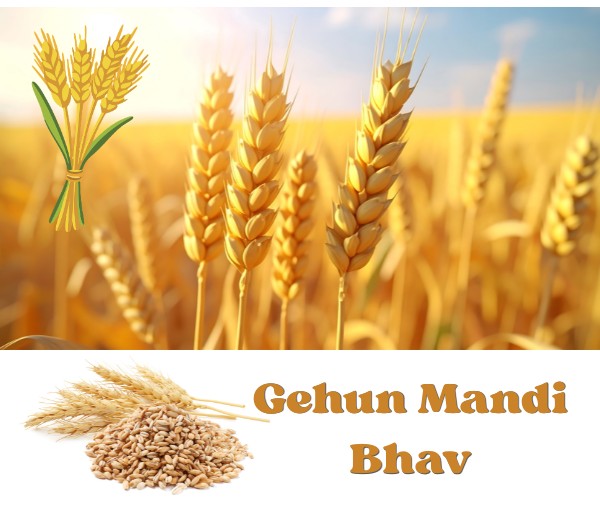Gehun