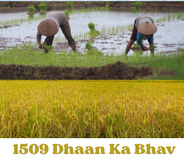 1509 Dhaan