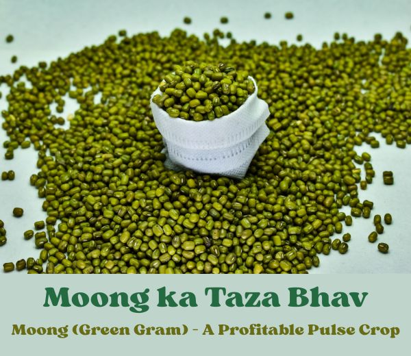 Moong