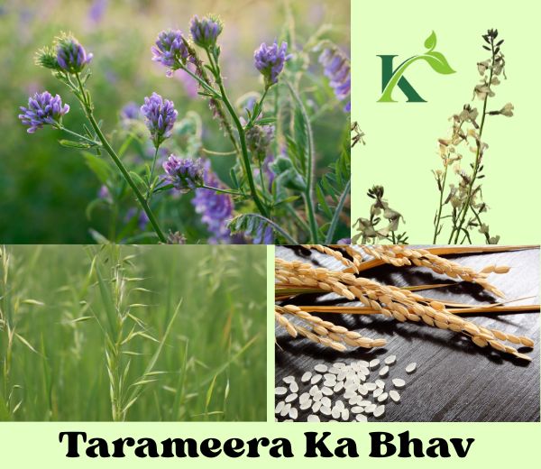 Tarameera