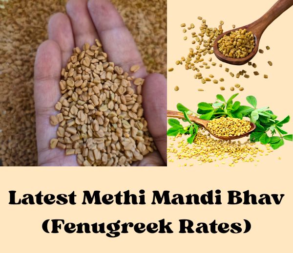 Methi Mandi Bhav