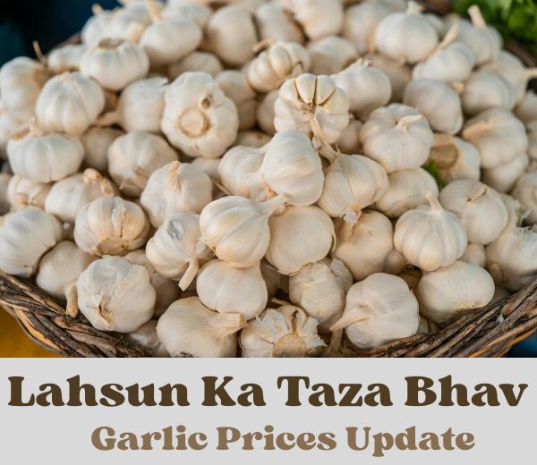 Lahsun Ka Bhav