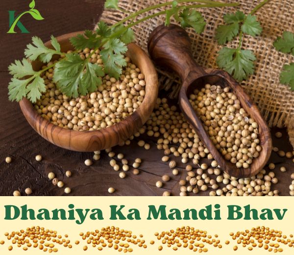 Dhaniya Ka Bhav