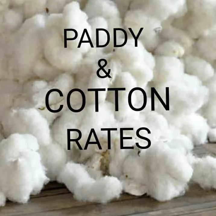 cotton-paddy-rates-08-01-2019 , narma bhav , kapas bhav