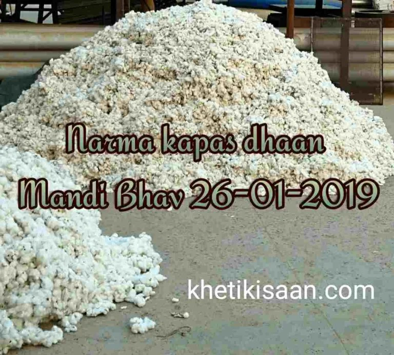 kapas-mandi-bhav-26-01-2019 , mandi rates