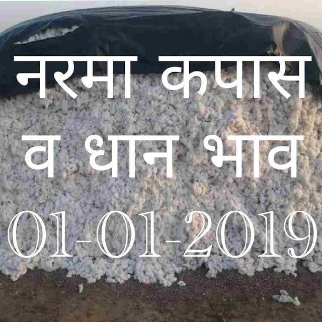 Mandi Bhav : 01-01-2019 | नरमा कपास धान मंडी भाव 
