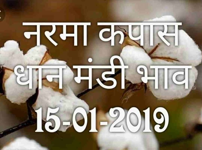 mandi-bhav-15-01-2019
