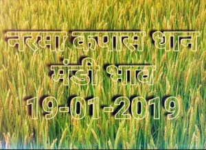 mandi-bhav-19-01-2019 , narma bhav , kapas bhav ,