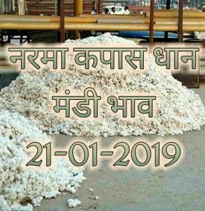 mandi-bhav-21-01-2019 , mandi bhav today , narma bhav , kapas bhav