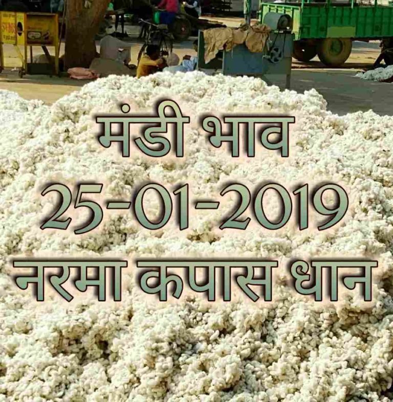 mandi-bhav-25-01-2019 , mandii bhav today