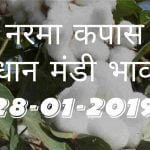 mandi-bhav-today-28-01-2019