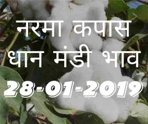 mandi-bhav-today-28-01-2019