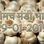 neemuch-mandi-bhav-29-01-2019