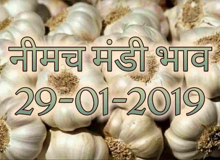 neemuch-mandi-bhav-29-01-2019
