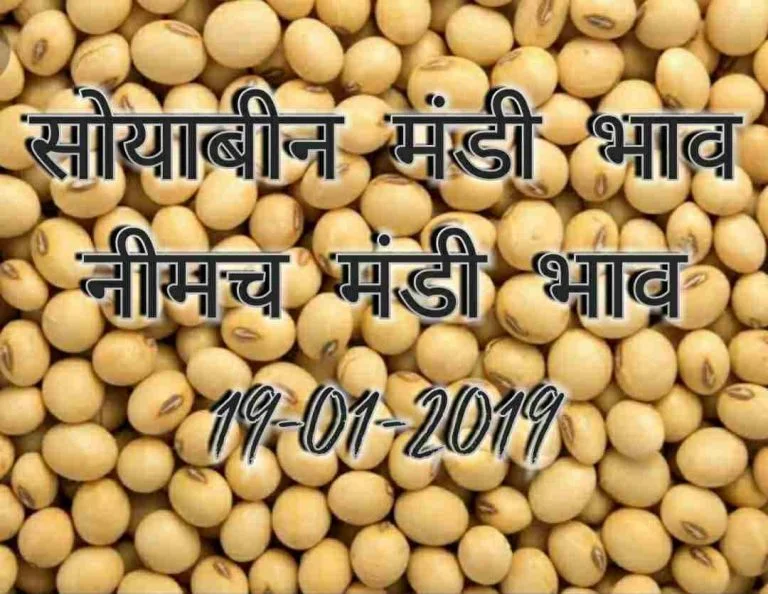 soyabean-mandi-bhav-19-01-2019, neemach mandi rates