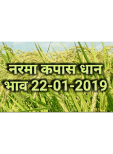 Mandi Bhav , Today Mandi Rates 22-01-2019