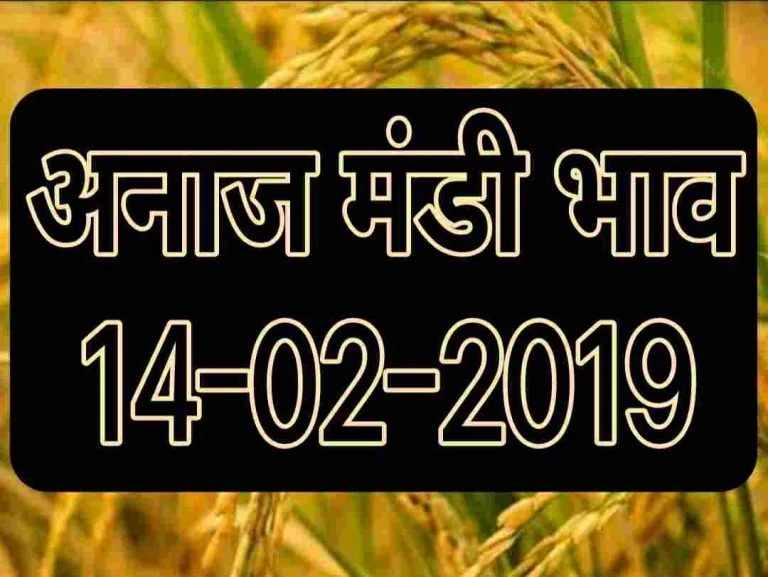 anaj-mandi-bhav-14-02-2019