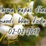 mandi-bhav-02-02-2019-narma-kapas-dhaan