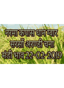 Mandi Bhav Today 22-02-2019