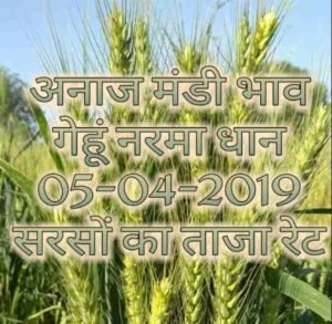 Mandi Bhav 05-04-2019 , sarso bhav today