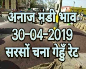 Mandi Bhav 30-04-2019 , gehun bhav , sarso rates