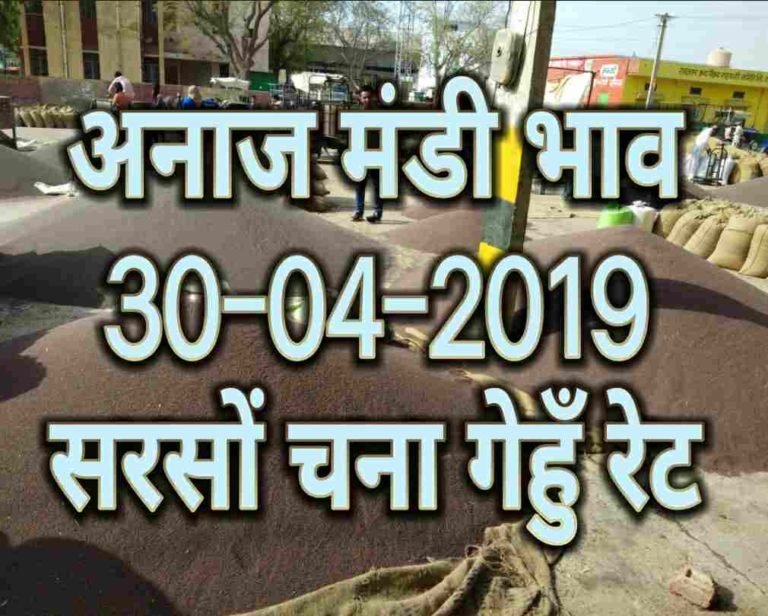 Mandi Bhav 30-04-2019 , gehun bhav , sarso rates
