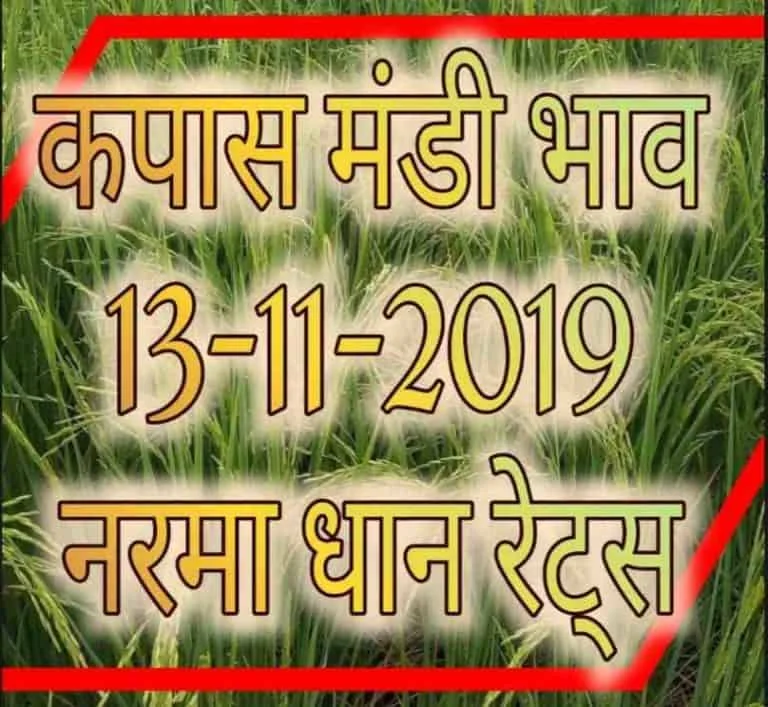 Mandi Bhav 13-11-2019 Narma Kapas