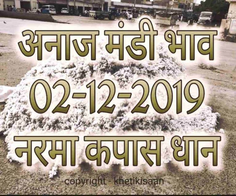Mandi Bhav 02-12-2019 Narma Dhaan Rates