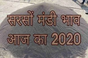 Sarso Mandi Bhav 2020 Today Rates