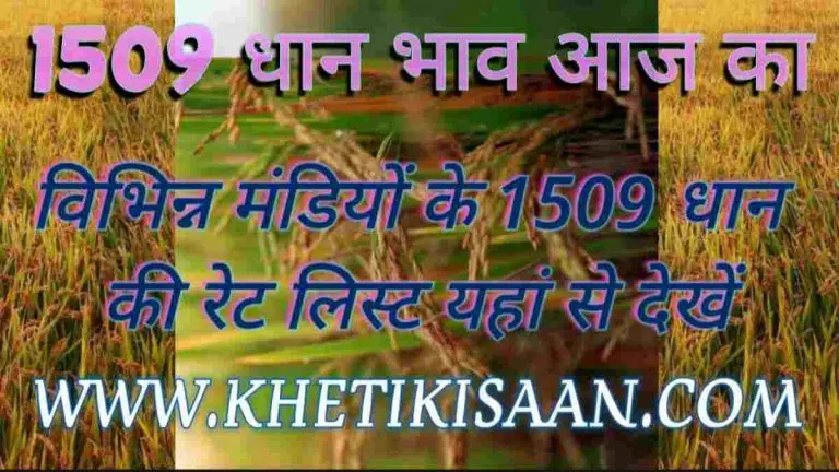 1509 Dhaan Bhav
