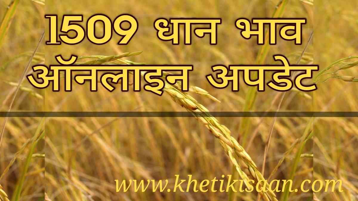 1509 Dhaan Bhav