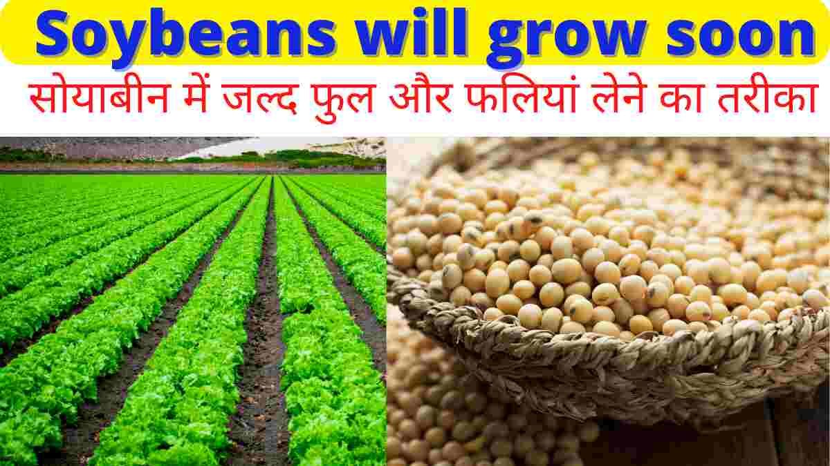 Soybeans will grow soon [ सोयाबीन में जल्द फुल और फलियां लेने का तरीका ]