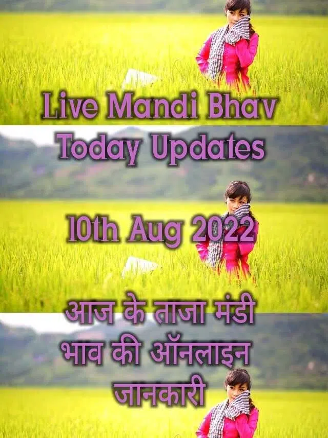 Mandi Bhav 10th Aug 2022 Sarso, Narma